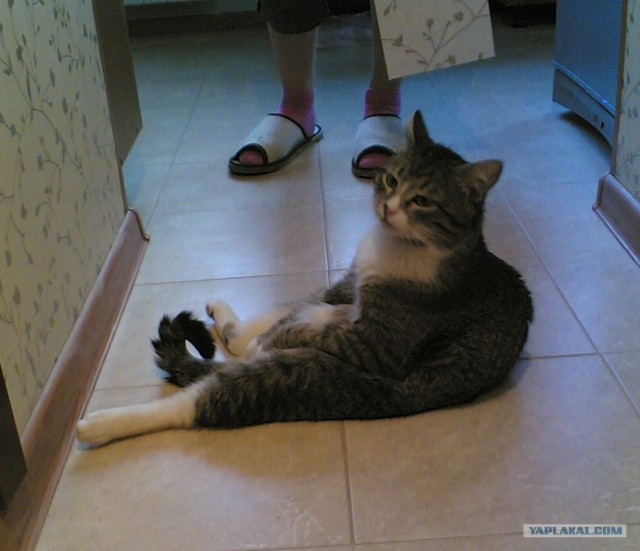 Уррааа! Котомет на ЯПлакалъ.