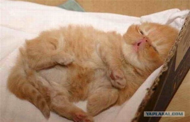 Выходные у кота