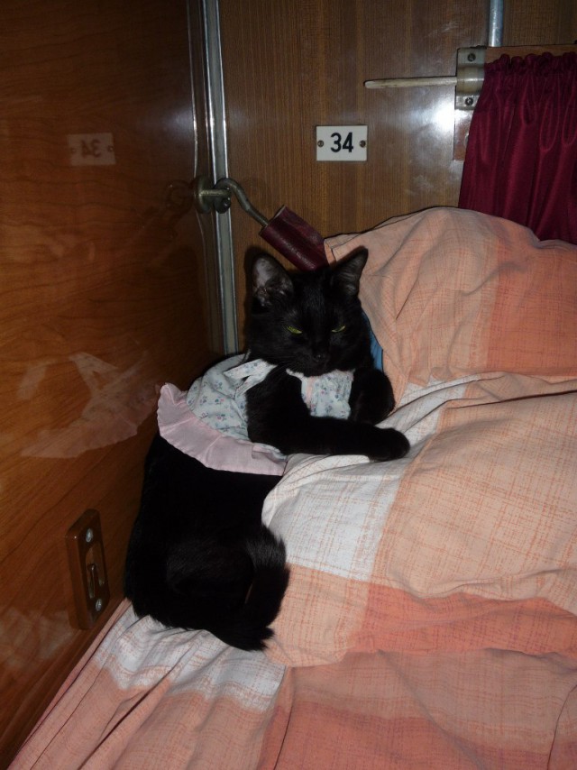 Прикольных котов пост