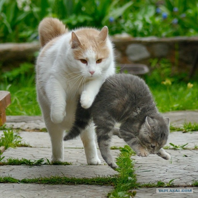 Котовторник  07.06.11