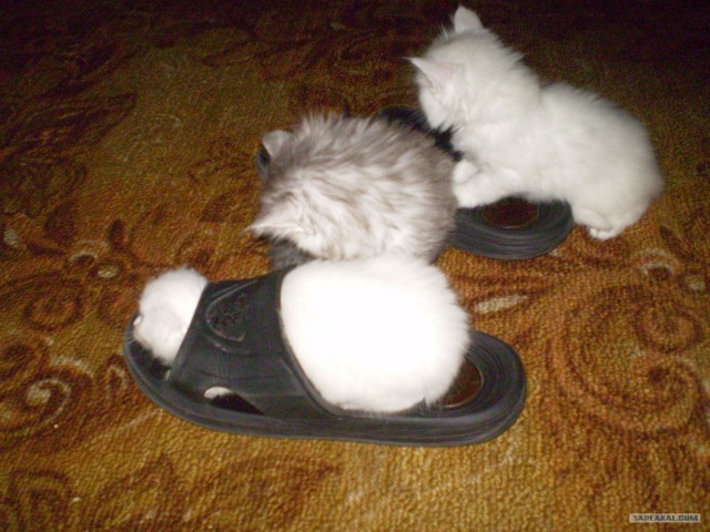 Котовторник объявляется открытым!