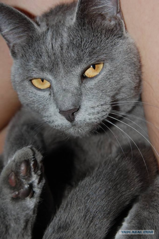 Ну и где ваш котовторник?
