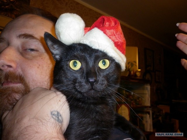 Котовторник (07.02.2012)