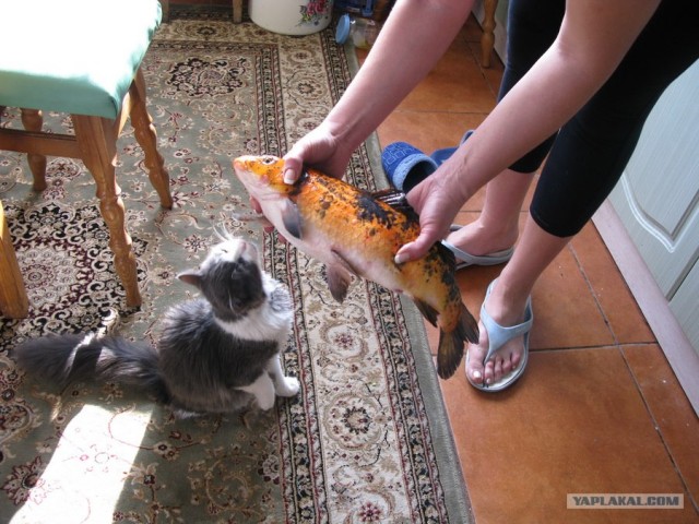 Котовторник (21.02.2012)
