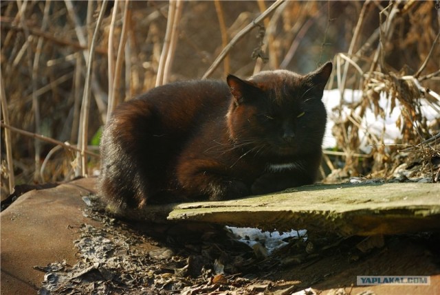 Котовторник 20.03.2012