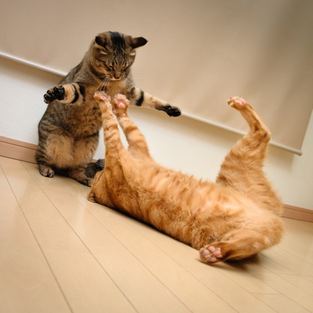 Котовторник 17.04.2012
