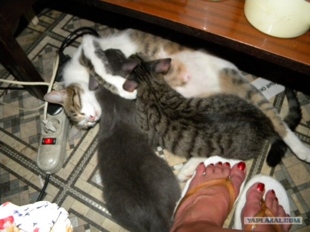 Котовторник  14.08.2012.