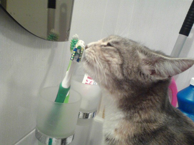Котовторник  28.08.12