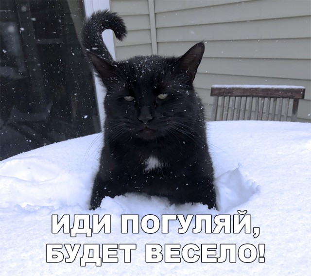 Забавные фото котеек