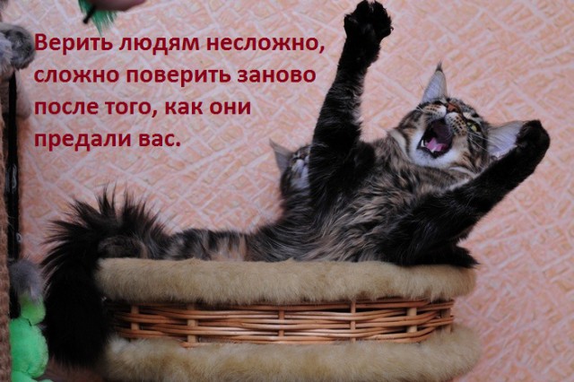 Анекдоты, соц-сети и картинки с надписями