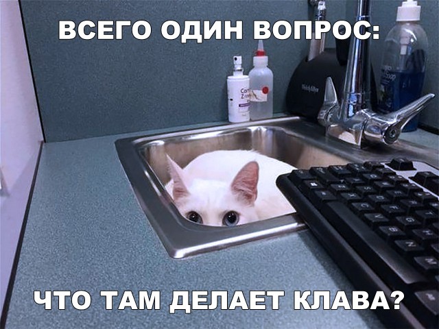 Забавные фото котеек