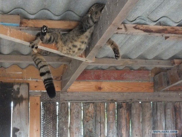 Котовторник 30.10.2012