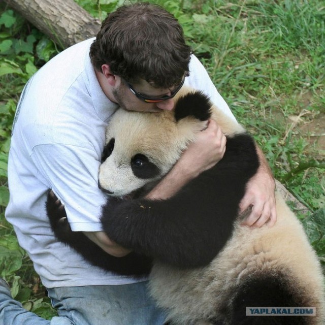 Про сытое царство лени