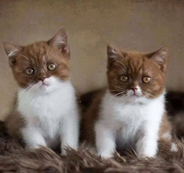 Забавные фото котеек