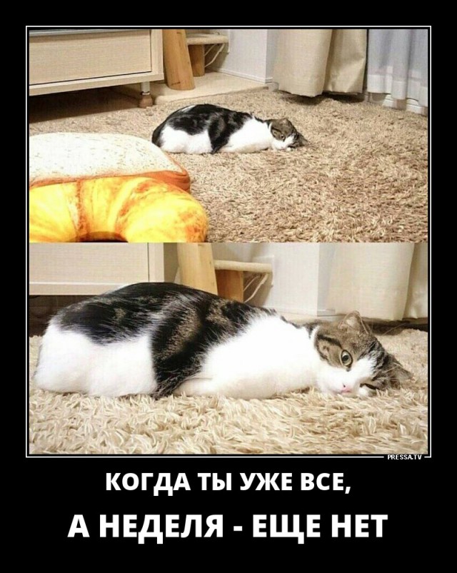Когда ты уже все а неделя еще нет картинка