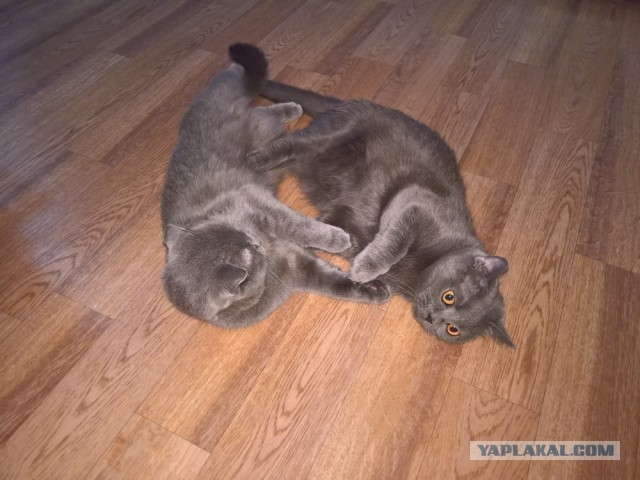 Картинки с котами и про котов