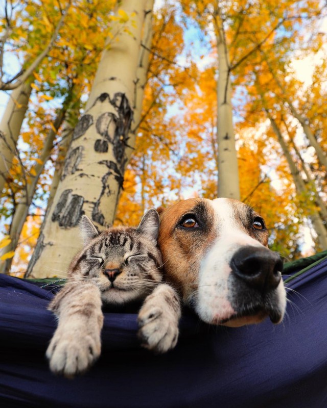 Уже не котовторник, но еще и не собакочетверг
