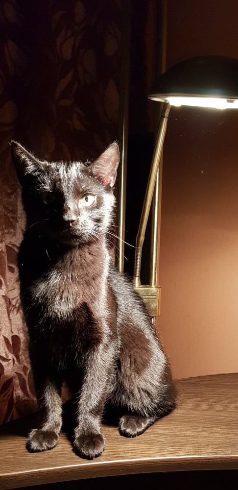 Коты-буддисты