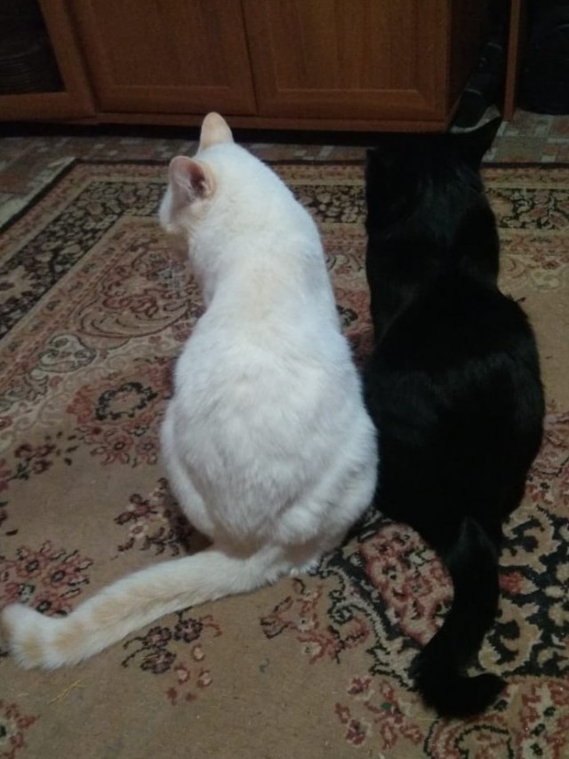Котопост. Просто антикризисный котопост