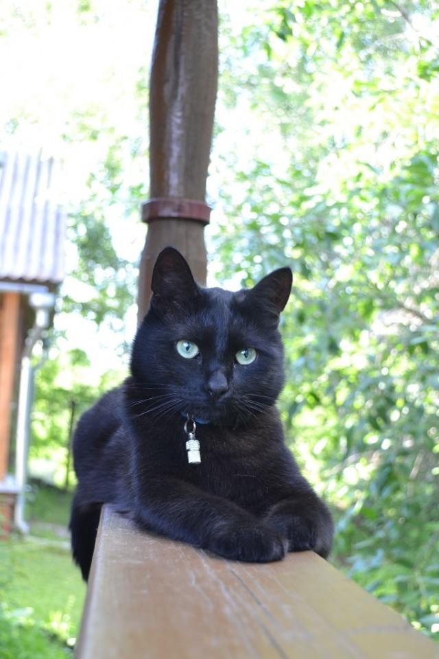 Black cats matter