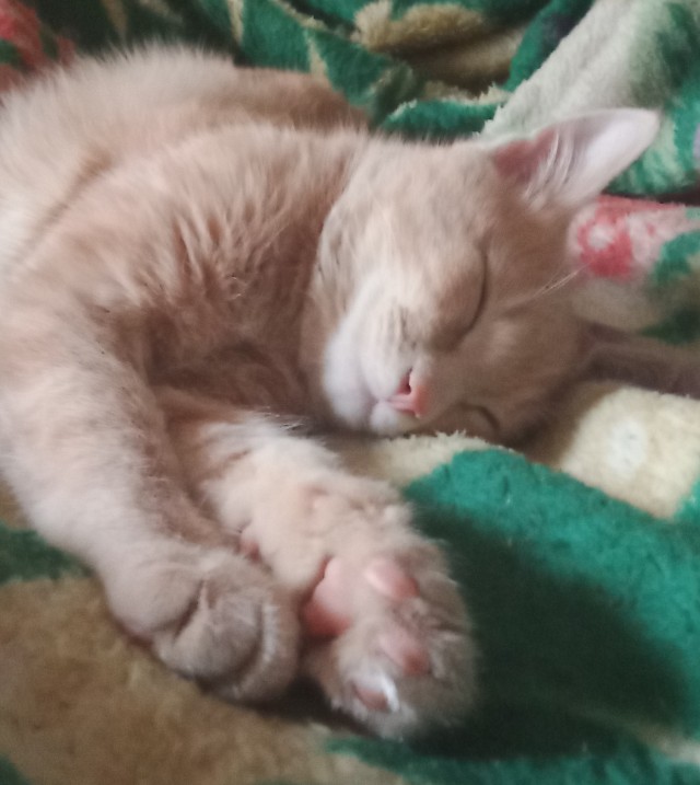Котовторник. Добавляйте своих