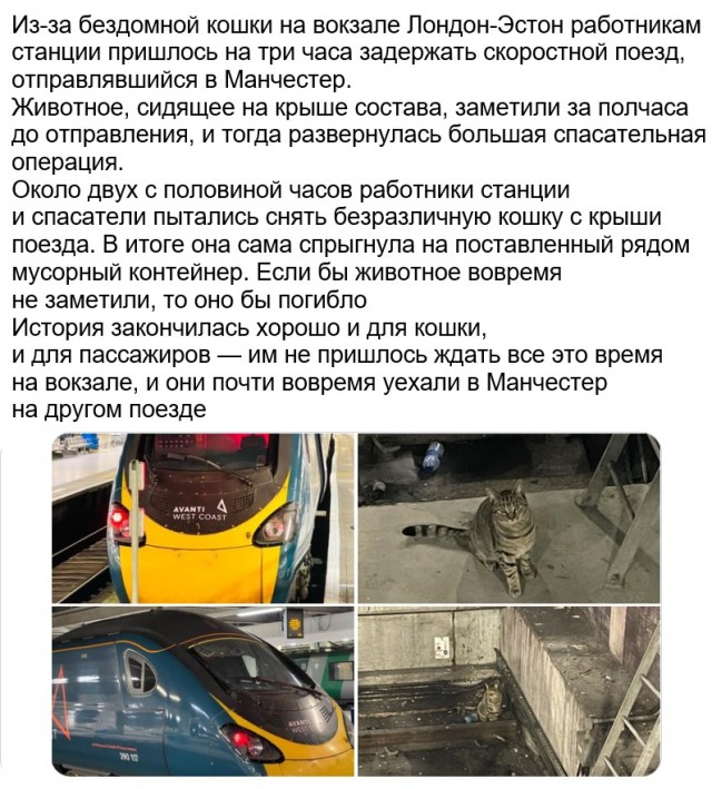 Картинки с котами и про котов