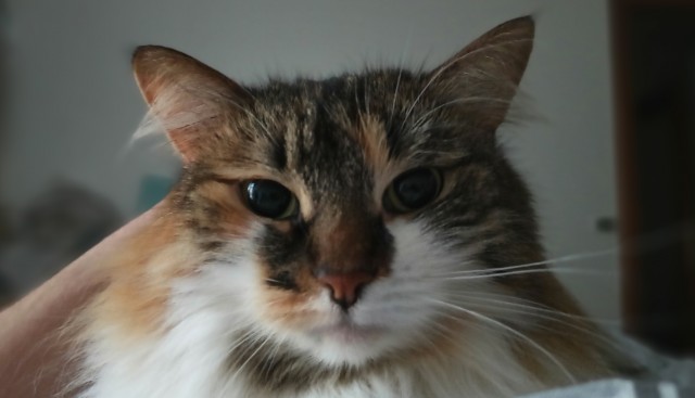 Котовторник же!