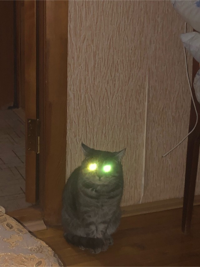 Котовторник же!