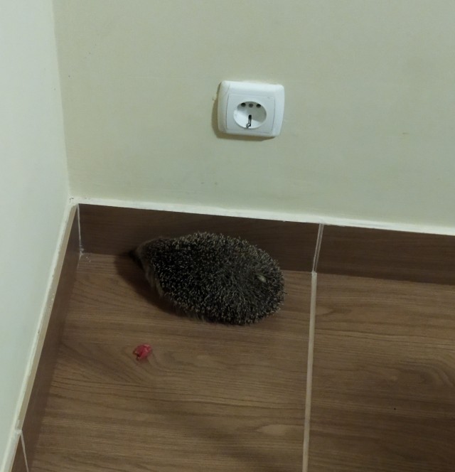 Маленький ёжик