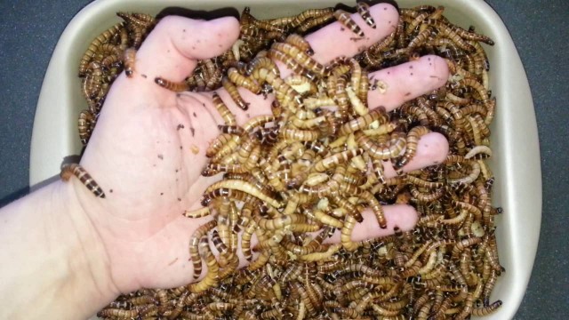 Любовь к выставлению себя убогой