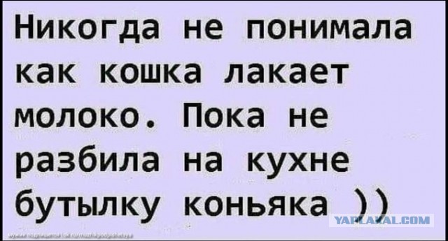 Весёлый полтишок 3.09