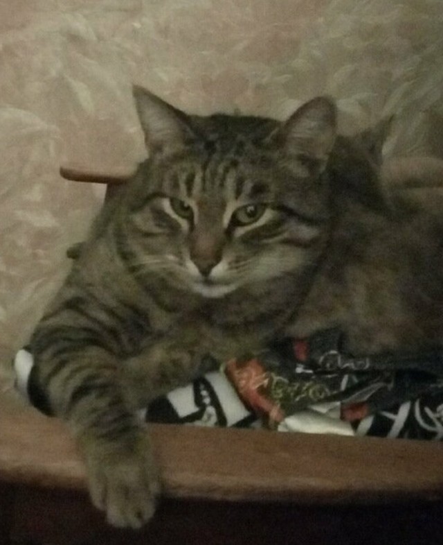 Мой самый первый КОТовторник!