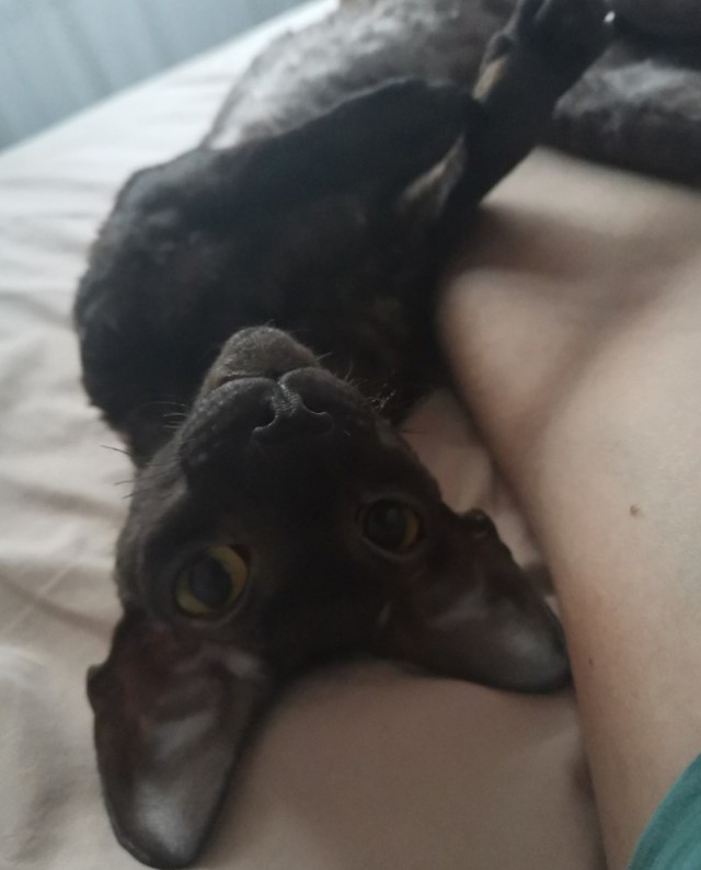 Вторник. Котэ. Пора
