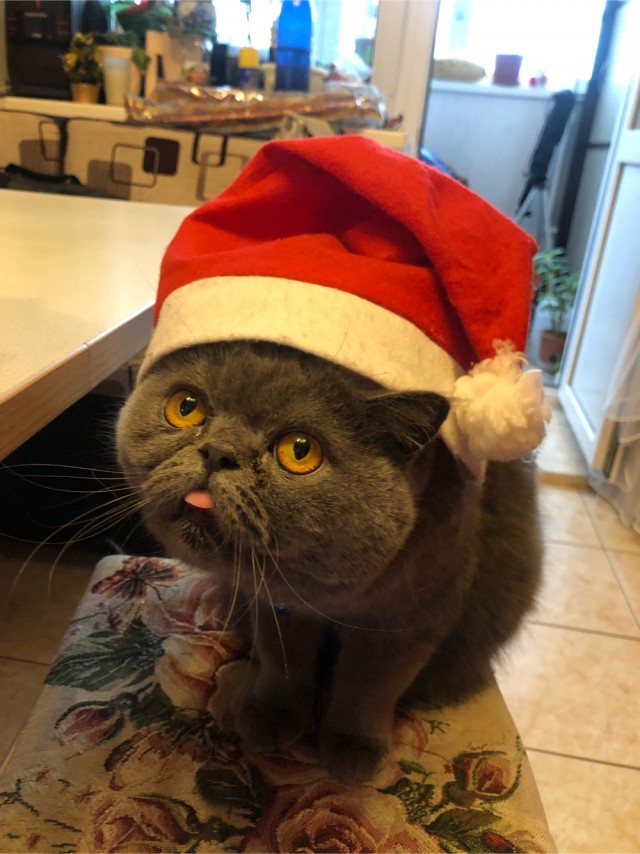 А что это мы котовторник не начинаем? Время пришло!