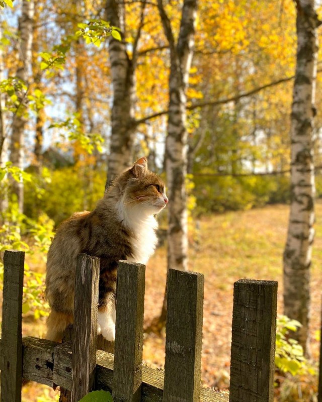 Задорные, заборные, шерстяные
