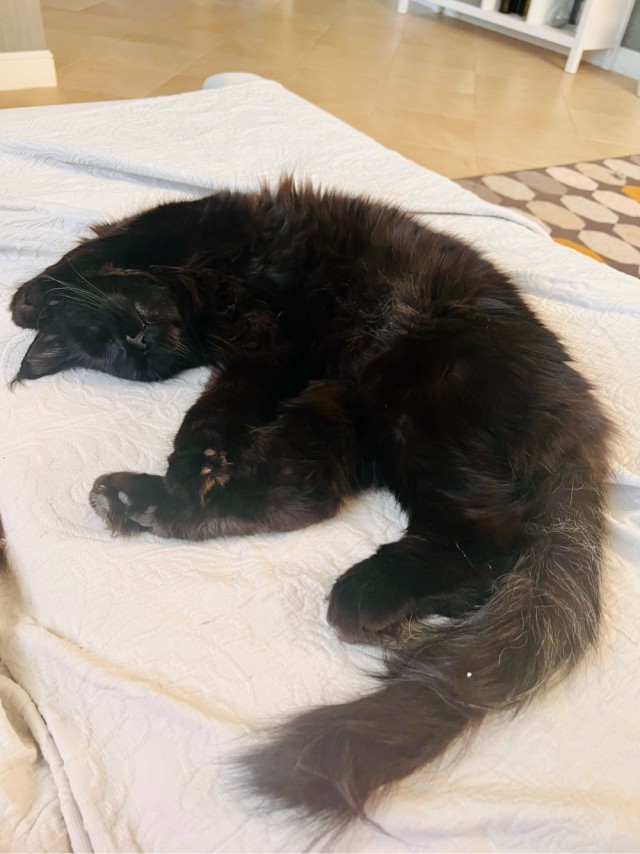 Нам годик в котовторник