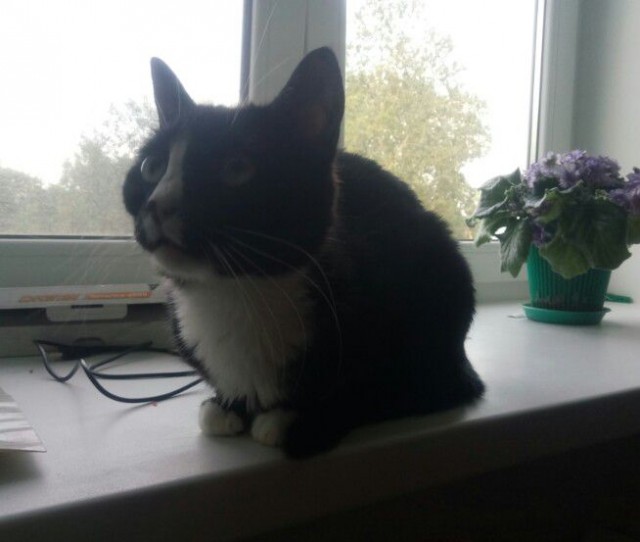 Нам годик в котовторник
