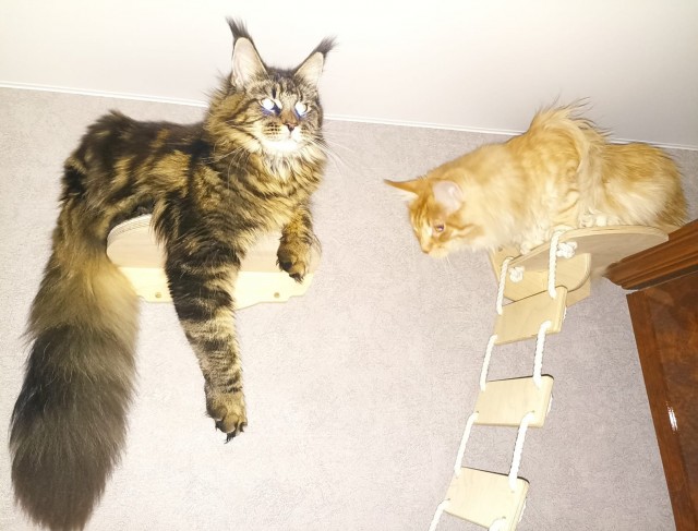 Кошка