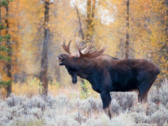 Осенний лось