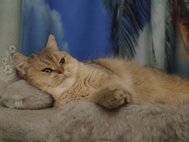 Котовторник от Jus`а или просто Кекс