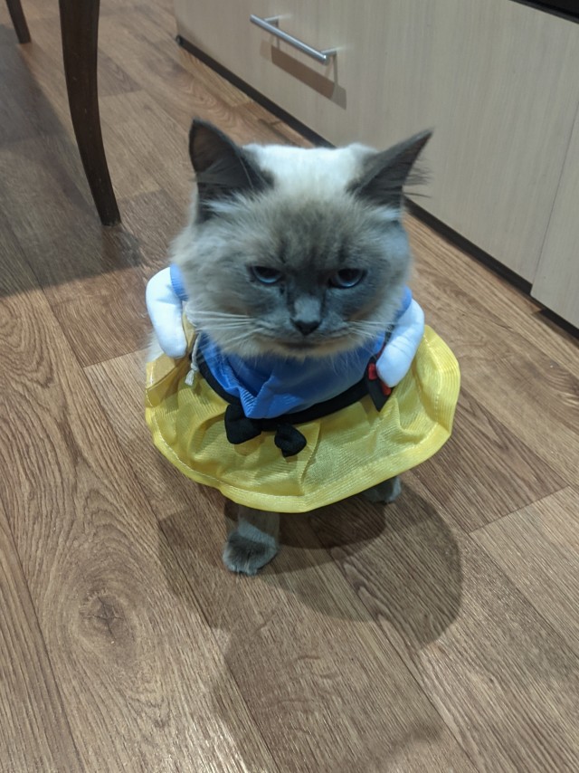 Рыжулька козюлька из приюта