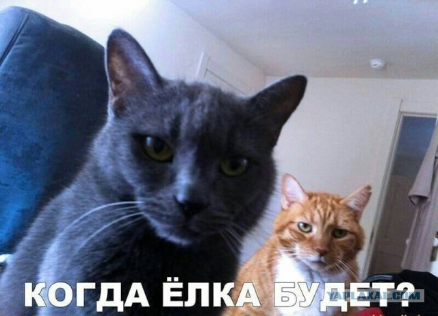 Мой Песдюк