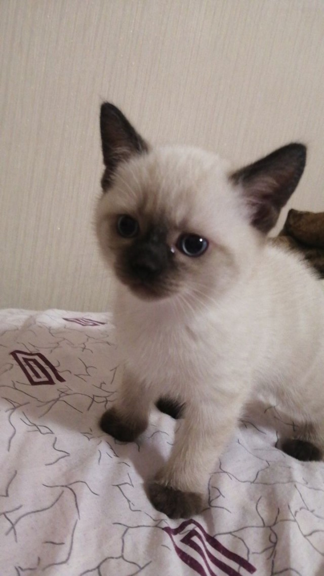 Душевная кототравма