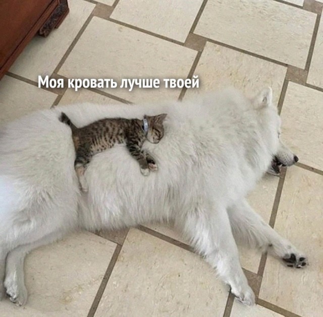 Картинки и мемы для настроения - 119