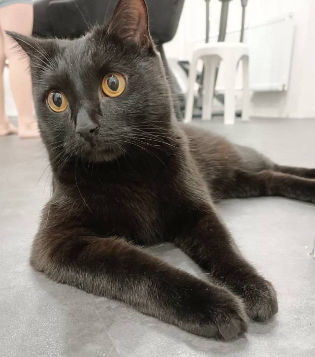 К котовторнику