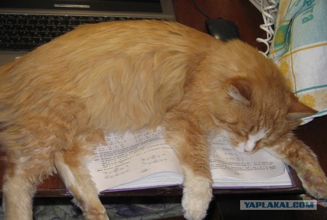 Котовторник 26.03.2013