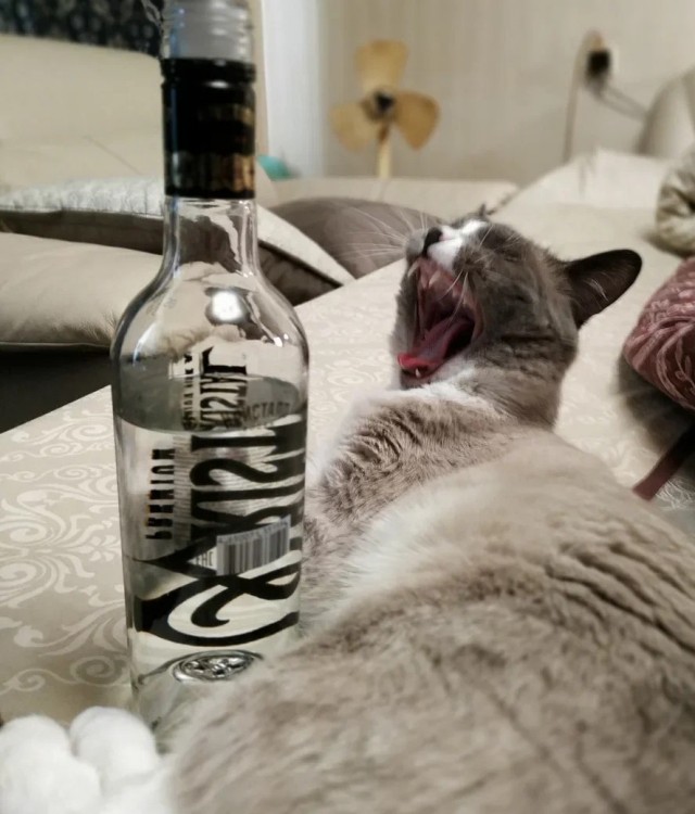 Сегодня всемирный день кошек!