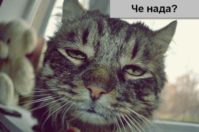 Кот Бэтмэн