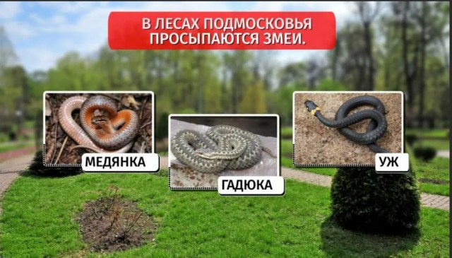 Победная поступь идиотизма по планете – том 11