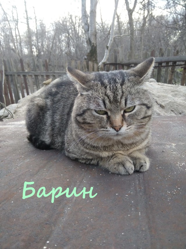 Жизнь домашнего приюта "Котоленд" 382